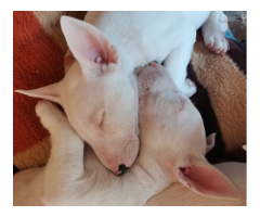 White Bull Terrier puppies for sale