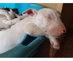 White Bull Terrier puppies for sale