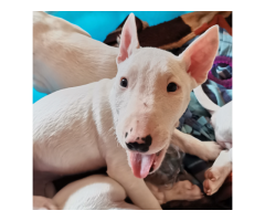 White Bull Terrier puppies for sale