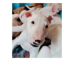 White Bull Terrier puppies for sale