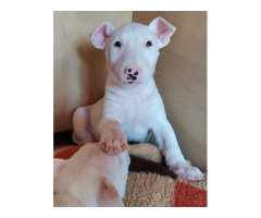 White Bull Terrier puppies for sale