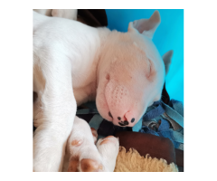 White Bull Terrier puppies for sale