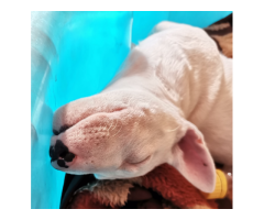 White Bull Terrier puppies for sale