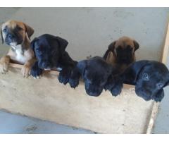Pitbull cross boerboel puppies for sale