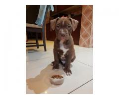 We have 4 X Pure bred Pitbull puppies for sale