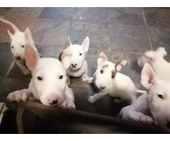 Bull Terrier pups for sale in Pretoria - SOLD