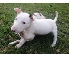 Bull Terrier pups for sale in Pretoria - SOLD