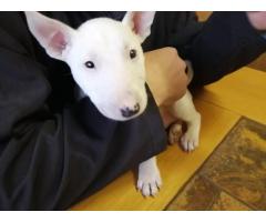 Bull Terrier pups for sale in Pretoria - SOLD