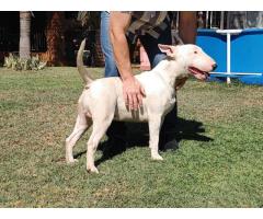 Bull Terrier pups for sale in Pretoria - SOLD