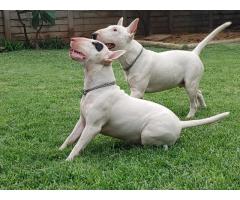 Bull Terrier pups for sale in Pretoria - SOLD
