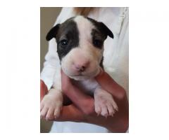 Pure bred Bull Terrier puppies for sale - Krugersdorp