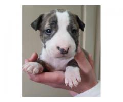 Pure bred Bull Terrier puppies for sale - Krugersdorp