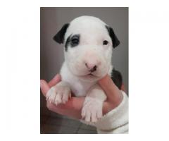 Pure bred Bull Terrier puppies for sale - Krugersdorp