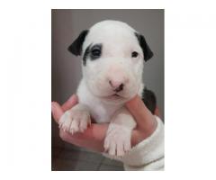 Pure bred Bull Terrier puppies for sale - Krugersdorp