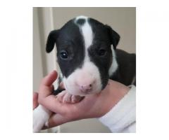 Pure bred Bull Terrier puppies for sale - Krugersdorp