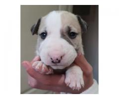 Pure bred Bull Terrier puppies for sale - Krugersdorp