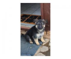 German shepherd puppies for sale - KUSA registered