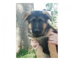 German shepherd puppies for sale - KUSA registered