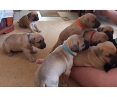 Boerboel Puppies for sale vaccinated and vet checked