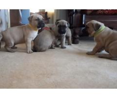 Boerboel Puppies for sale vaccinated and vet checked