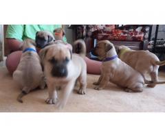 Boerboel Puppies for sale vaccinated and vet checked