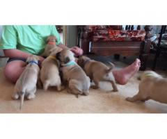 Boerboel Puppies for sale vaccinated and vet checked