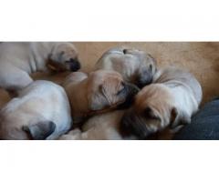 Boerboel Puppies for sale vaccinated and vet checked