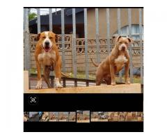 7 Pitbull Puppies For Sale