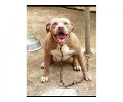7 Pitbull Puppies For Sale