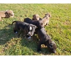 8 x Pitbull Puppies for sale (Bloodsport) - SORRY ALL SOLD