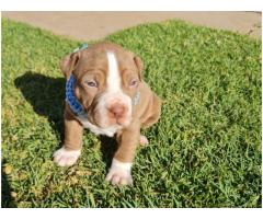 8 x Pitbull Puppies for sale (Bloodsport) - SORRY ALL SOLD