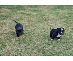 8 x Pitbull Puppies for sale (Bloodsport) - SORRY ALL SOLD