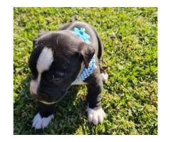 8 x Pitbull Puppies for sale (Bloodsport) - SORRY ALL SOLD