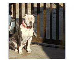 8 x Pitbull Puppies for sale (Bloodsport) - SORRY ALL SOLD