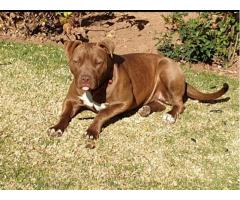 8 x Pitbull Puppies for sale (Bloodsport) - SORRY ALL SOLD