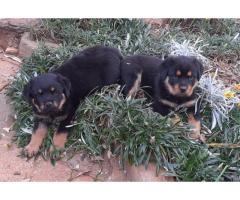 Rottweiler puppies for sale in Gauteng - Pretoria - SOLD
