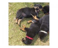 Rottweiler puppies for sale in Gauteng - Pretoria - SOLD