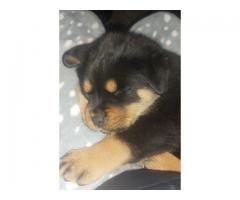 Rottweiler puppies for sale in Gauteng - Pretoria - SOLD