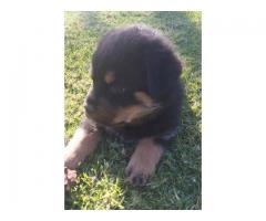 Rottweiler puppies for sale in Gauteng - Pretoria - SOLD