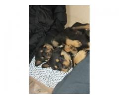 Rottweiler puppies for sale in Gauteng - Pretoria - SOLD