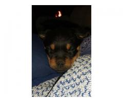 Rottweiler puppies for sale in Gauteng - Pretoria - SOLD