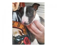 Bull terrier puppy (pure bred) for sale