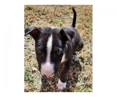 Bull terrier puppy (pure bred) for sale