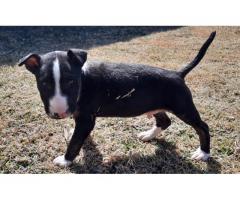 Bull terrier puppy (pure bred) for sale