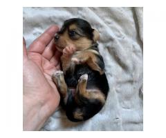 Tri-coloured yorkie puppy for sale