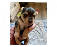 Tri-coloured yorkie puppy for sale