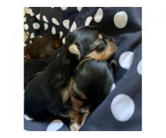 Tri-coloured yorkie puppy for sale