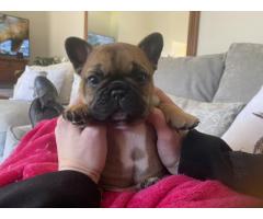 French bulldog puppy for sale