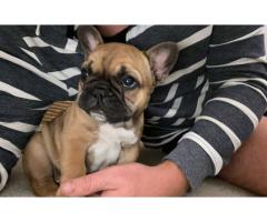 French bulldog puppy for sale