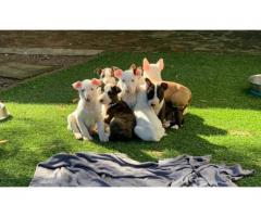 8 x Bull terrier puppies for sale (Pure Bred)